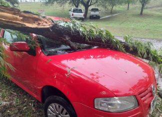 FEROZ TEMPORAL EN SALTA DERRIBÓ ARBOLES Y POSTES
