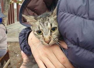 LA SEMANA QUE VIENE EL MÓVIL DE CASTRACIÓN ATENDERÁ EN BARRIO EL CARMEN