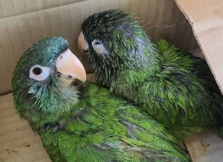 LA PATRULLA AMBIENTAL RESCATÓ DOS LORITOS DESTINADOS A LA VENTA ILEGAL