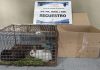 LA MUNICIPALIDAD INTERVINO UN PUESTO DE VENTA DE ANIMALES EN SOLIDARIDAD