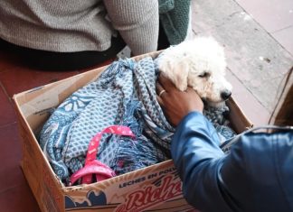 LA MUNICIPALIDAD REALIZÓ UNA JORNADA DE CASTRACIÓN MASIVA EN EL BARRIO 20 DE FEBRERO