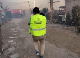 RESCATARON 15 ANIMALES ENTRE PERROS Y GATOS DE LOS INCENDIOS