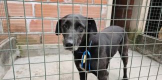 LOGRARON RESCATAR A 33 PERROS EXTRAVIADOS DURANTE LA FIESTA DEL MILAGRO