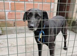 LOGRARON RESCATAR A 33 PERROS EXTRAVIADOS DURANTE LA FIESTA DEL MILAGRO