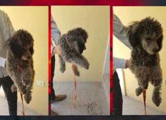 UN EFECTIVO DE LA UGAP RELATÓ QUE LE MOSTRÓ LA FOTOGRAFIA DE LA PERRITA A LA NOVIA DE JAVIER SAAVEDRA Y ENTRE LÁGRIMAS LA RECONOCIÓ