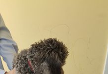 CHIP-OFF: COMO ES LA TECNOLOGÍA QUE PERMITIÓ RECUPERAR LAS FOTOS QUE LE TOMÓ JIMENA SALAS A JAVIER SAAVEDRA SOSTENIENDO EL CANICHE TOY