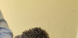 CHIP-OFF: COMO ES LA TECNOLOGÍA QUE PERMITIÓ RECUPERAR LAS FOTOS QUE LE TOMÓ JIMENA SALAS A JAVIER SAAVEDRA SOSTENIENDO EL CANICHE TOY