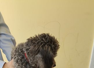 CHIP-OFF: COMO ES LA TECNOLOGÍA QUE PERMITIÓ RECUPERAR LAS FOTOS QUE LE TOMÓ JIMENA SALAS A JAVIER SAAVEDRA SOSTENIENDO EL CANICHE TOY