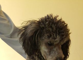 JIMENA SALAS: QUE DICEN LOS REVELADORES AUDIOS DEL CHINO SAAVEDRA CON SU NOVIA