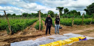 ORÁN: IMPUTAN A LOS LÍDERES Y UN INTEGRANTE DE UNA ORGANIZACIÓN NARCOCRIMINAL QUE ARRENDABA FINCAS AGRÍCOLAS PARA ACOPIAR COCAÍNA