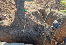 GRAVE: LA MUNICIPALIDAD MULTÓ A NATURGY POR LA DESTRUCCIÓN DE ÁRBOLES NATIVOS EN AVENIDA PERÓN