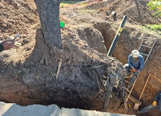 GRAVE: LA MUNICIPALIDAD MULTÓ A NATURGY POR LA DESTRUCCIÓN DE ÁRBOLES NATIVOS EN AVENIDA PERÓN