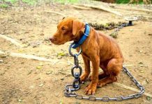 DIPUTADOS: PROPONEN CREAR UN SISTEMA DIGITAL DE PROTECCIÓN CONTRA ACTOS DE CRUELDAD HACIA LOS ANIMALES