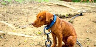 DIPUTADOS: PROPONEN CREAR UN SISTEMA DIGITAL DE PROTECCIÓN CONTRA ACTOS DE CRUELDAD HACIA LOS ANIMALES