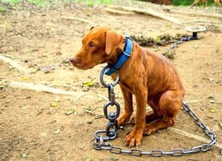 DIPUTADOS: PROPONEN CREAR UN SISTEMA DIGITAL DE PROTECCIÓN CONTRA ACTOS DE CRUELDAD HACIA LOS ANIMALES