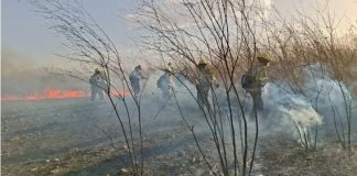PERSONAL DE PROTECCIÓN CIUDADANA INTERVINO PARA SOFOCAR UN INCENDIO EN ZONA SUR