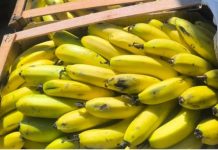 CRISIS EN EL SECTOR BANANERO