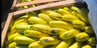 CRISIS EN EL SECTOR BANANERO